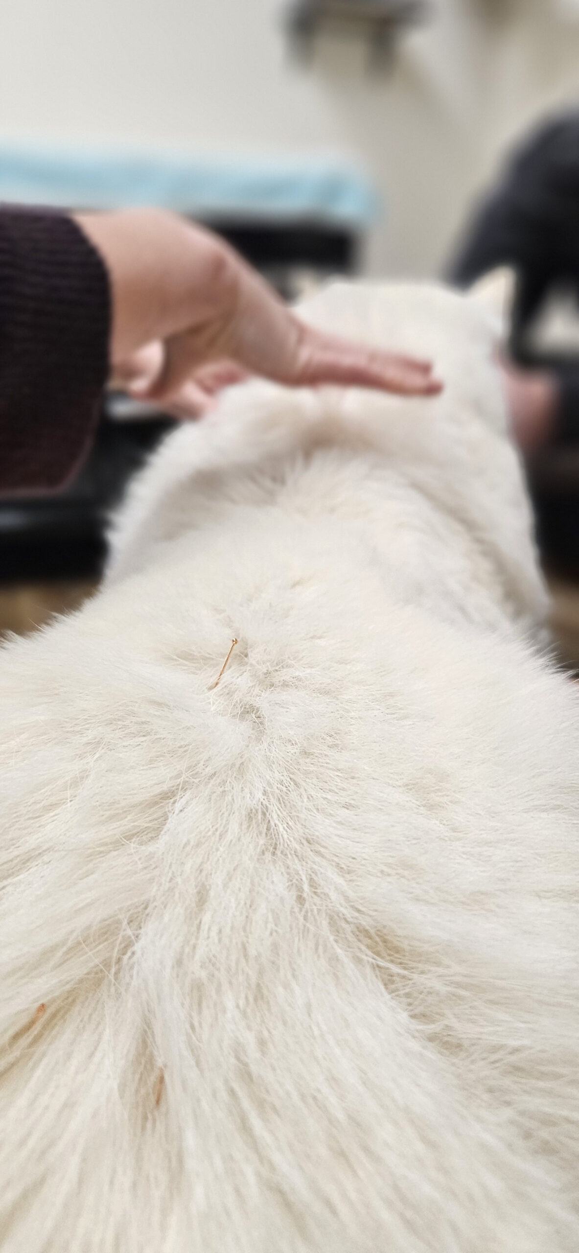 person’s hand is hovering over the back furry animal with an acupuncture needle inserted