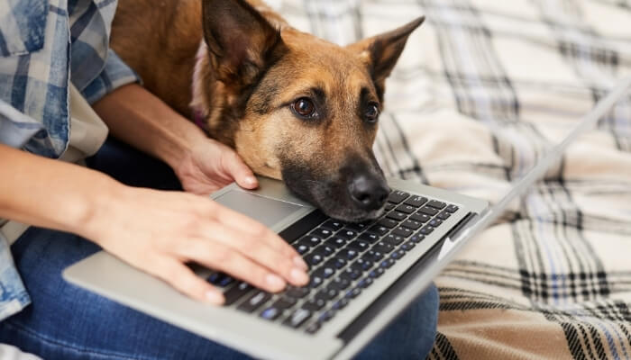 a lady working on a laptop with a dog lying on it